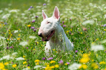 Portrait photo of white bull terrier outdoors on a sunny day