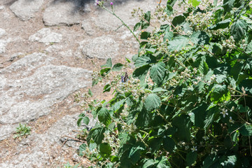 black and white butterfly perched on bush