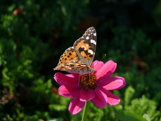 Painted Lady butterfly, Providence, Rhode Island, USA
