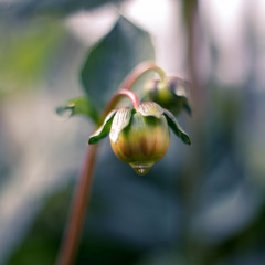 Brote de flor