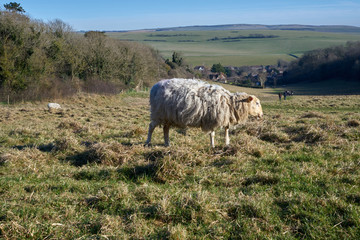Obraz premium Lonely sheep in the field with a view of the village.