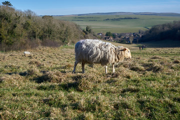 Lonely sheep in the field with a view of the village.
