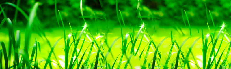  Panorama of long green leaves near a stream and sun glare on a blurred background of greenery