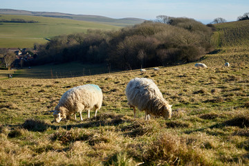 Fototapeta premium Sheep eating grass in the field with a view of the village