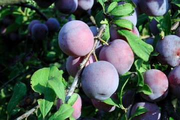 Plum fruit on a background of green tree and plum leaves in the garden