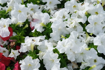 Bright flowers in the city park