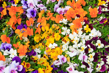 Viola cornuta flowers the garden corner