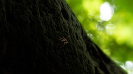 Cave spider