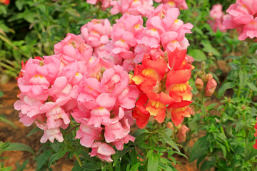 Snapdragon in the garden