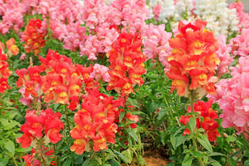 Snapdragon in the garden