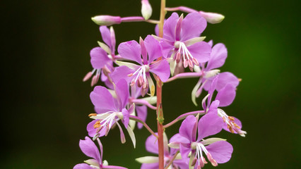 pink flowers on a green background