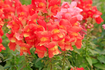 Fototapeta premium Snapdragon in the garden