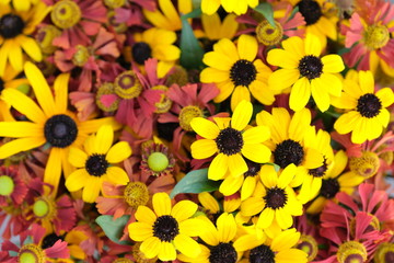 Bright flowers in the city park