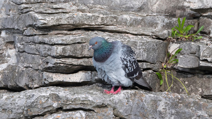 pigeon on rocks