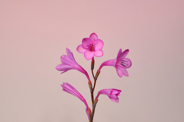 Pink Flower on Pink Background