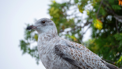 seagull close up