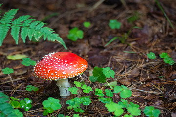 amanita mushroom in the forest
