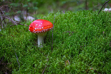 amanita mushroom in the forest