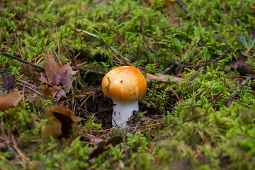 Wild mushroom Russula decolorans in forest close up