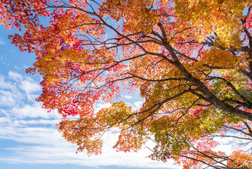 Autumn tree