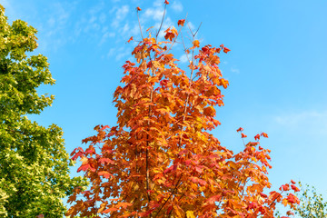 Tree with leaves in vibrant autumn colors against a blue sky