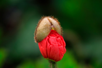 Poppy petals in the garden