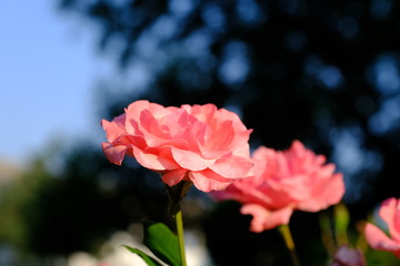 Obraz premium Beautiful roses in the park