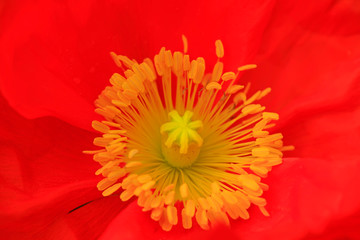 Poppy petals in the garden