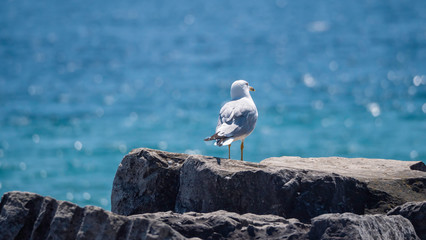seagull on a rock
