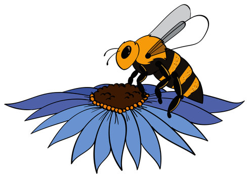 Honey Bee on a blue flower