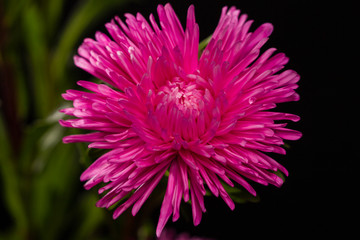 one pink bright flower asters