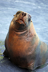 Naklejka premium South american sea lion (Otaria flavescens)