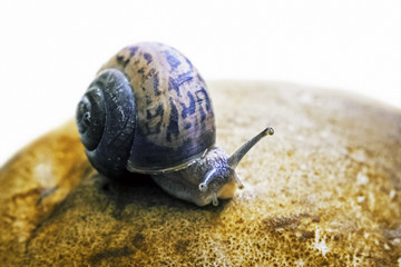 funny little snail sitting on a mushroom