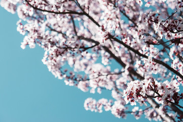 Flor del cerezo en cielo azul claro