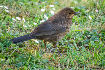 Common blackbird