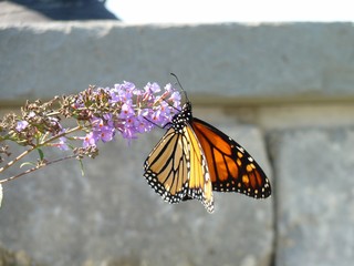 Monarch butterfly, Rhode Island, USA