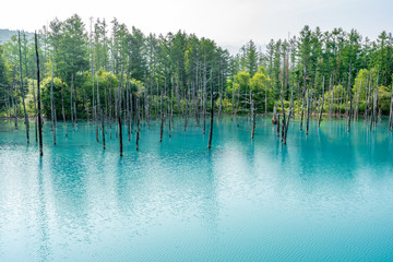 北海道美瑛町の青い池