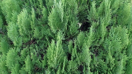 Cipres verde 