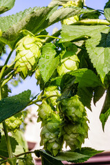 Hops cones become light and aromatic as they mature