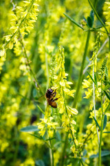 Bees collecting nectar from flowers in a mountain meadow