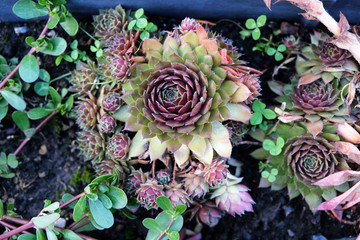 Succulents in the flower pot