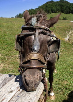 Portrait d'un cheval attabl&eacute;,  fond de p&acirc;turage verdoyant