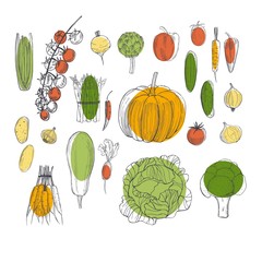 Vector background with  hand drawn vegetables. Sketch  illustration