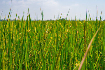 Golden rice fields with bright sky
