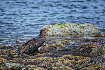 Side view of a juvenile Bald Eagle.