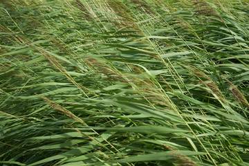 Gräser im WInd
