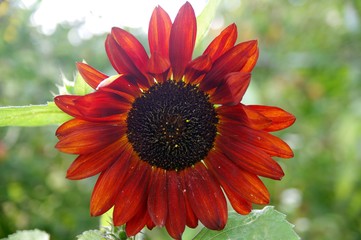 Rostrote Sonnenblume