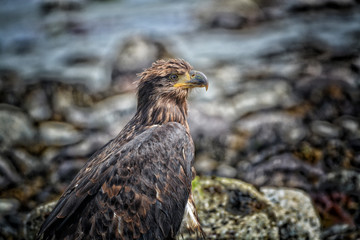 Side-view portrait of a juvenile Bald Eagle .