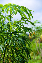 Folha, plantação de mandioca. Amazônia, Brasil