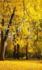 Vertical Nature Autumn landscape on Sunny october day